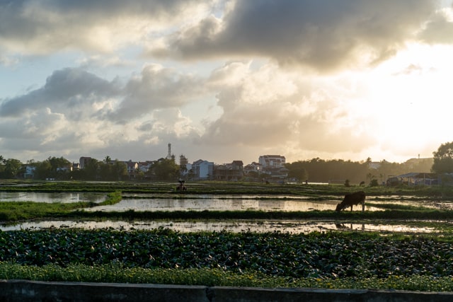 Rice Field