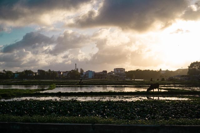 Ricefield